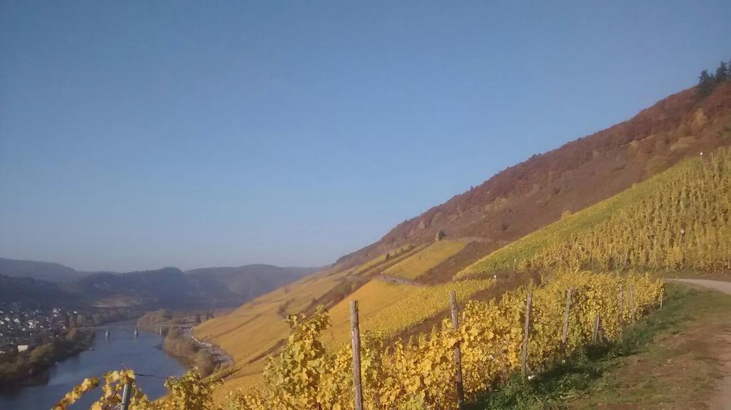 Weingut Matthias Dauns Apartment Reil Exterior photo